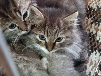 Europese Korthair Kittens,..fd