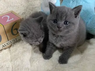 Britse Korthaar/Scottish Fold Blauw en Lilac kittenc55