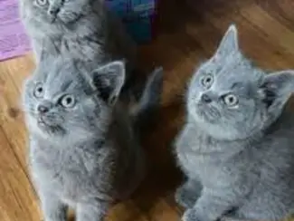 Britse Korthaar/Scottish Fold Blauw en Lilac kittenc55