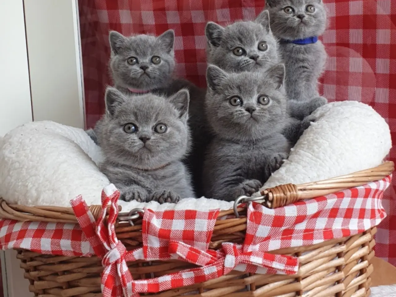 Britse Korthaar/Scottish Fold Blauw en Lilac kittenc55