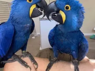 Mooie Hyazinth ARA beschikbaar