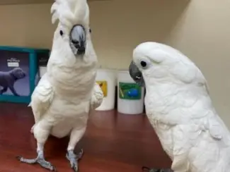 Zeer vriendelijke Kakadu -papegaaien