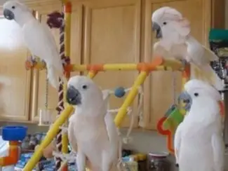 Vogels | Papegaaien Zeer vriendelijke Kakadu -papegaaien