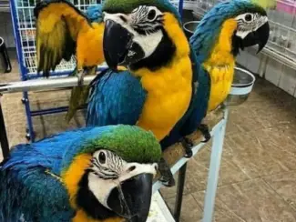 Vogels | Papegaaien Mooie blauw-goldara papegaai