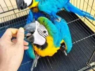 Mooie blauw-goldara papegaai