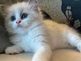 Raszuivere Ragdoll kittens.