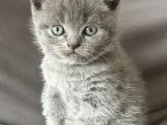 Twee Britse Kortharen