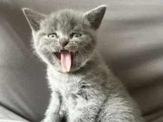 Katten Twee Britse Kortharen