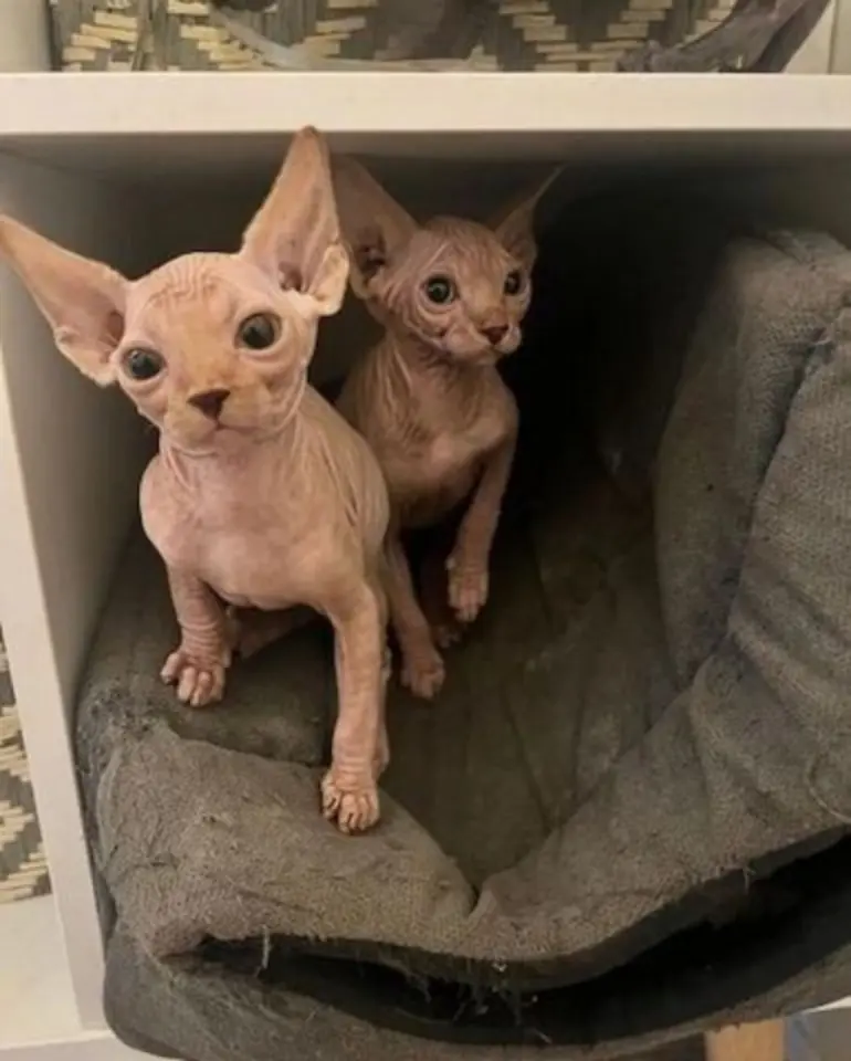 Prachtige Sphynx kittens