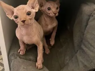 Prachtige Sphynx kittens