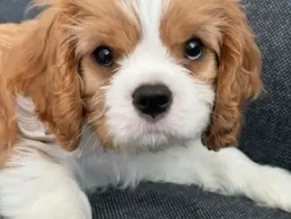 Male and lightweight Caverlier King Charles Spaniel-Cubs paintabl