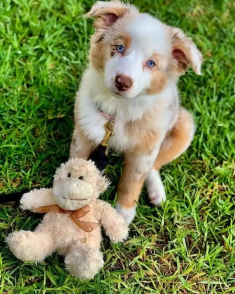 Australische herder puppy's