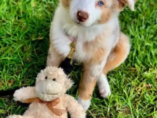Australische herder puppy's