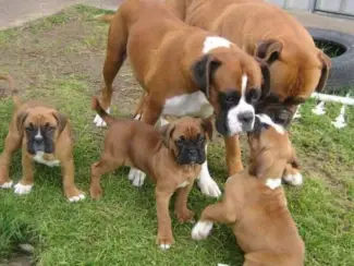 Schattige Boxerpups