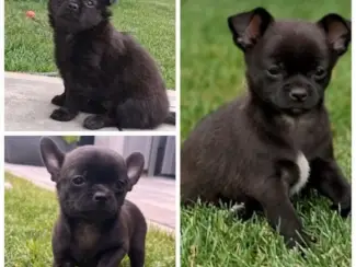 Honden en Puppy's Chihuahua pups