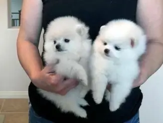 superkeeshondpup