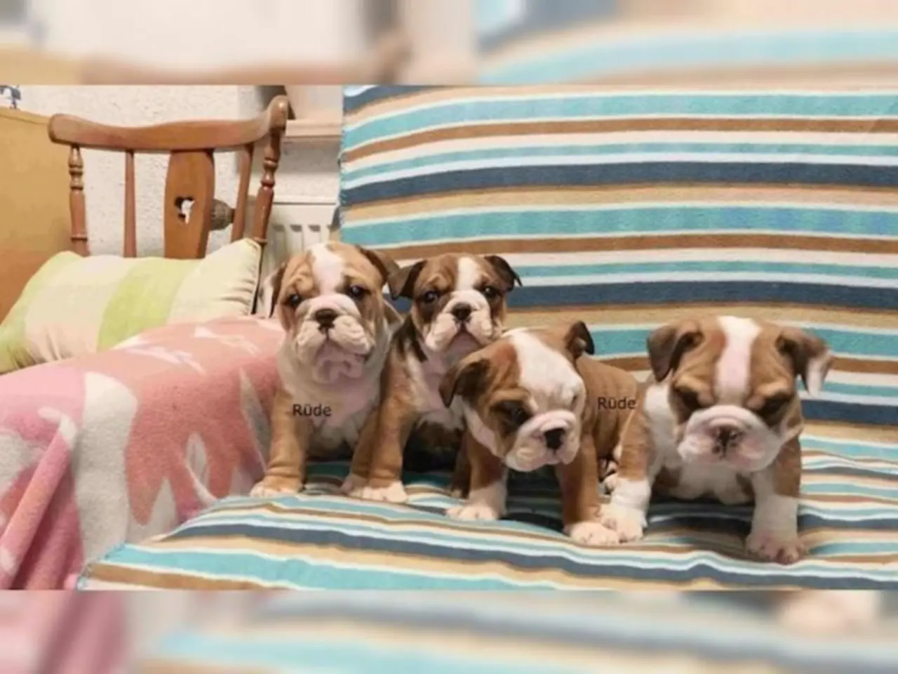 Schattige Engelse Bulldog-puppy's van 12 weken