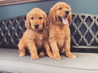 Honden en Puppy's prachtige Golden Retriever pups (