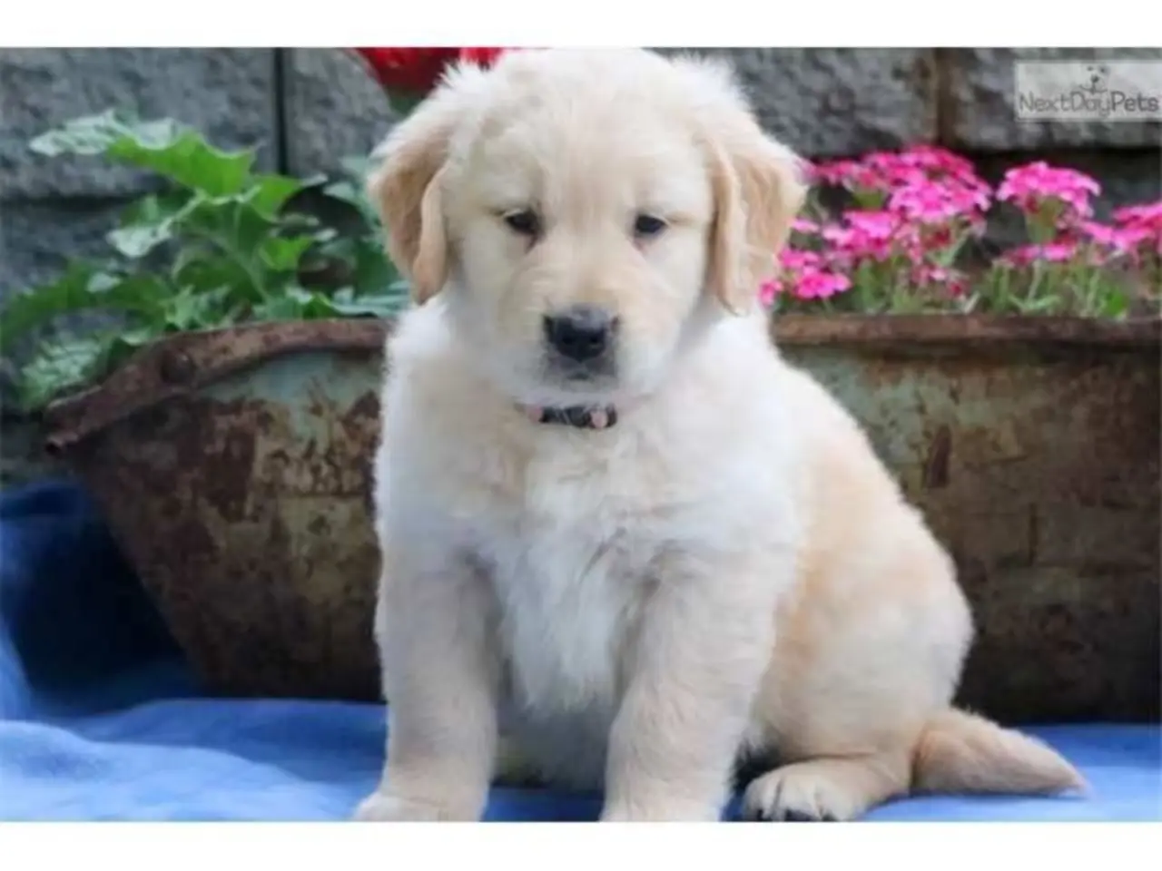 prachtige Golden Retriever pups (