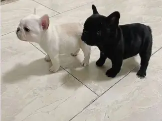 Franse bulldog puppy's