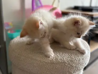 Katten Siberische kittens