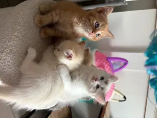 Katten Siberische kittens