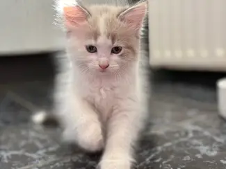 Katten Siberische kittens