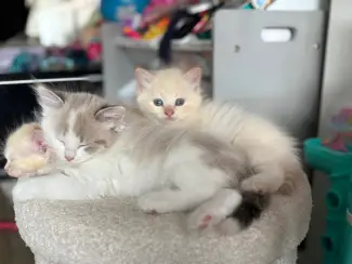 Katten Siberische kittens