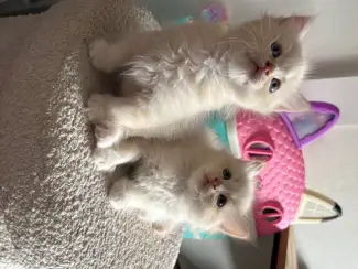 Katten Siberische kittens