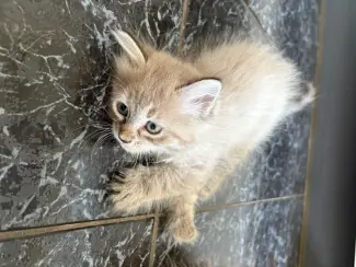 Katten Siberische kittens