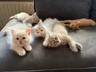 Katten Siberische kittens