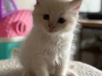 Katten Siberische kittens