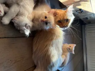 Katten Siberische kittens