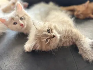 Siberische kittens
