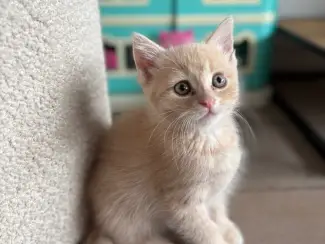 Katten Siberische kittens