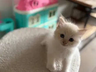 Katten Siberische kittens