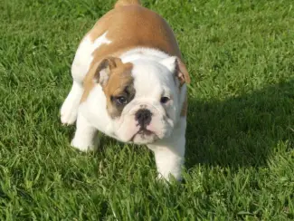 Mooie Engelse Bulldog pups.