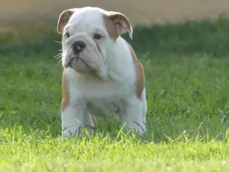 Honden en Puppy's Mooie Engelse Bulldog pups.