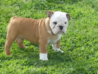 Honden en Puppy's Mooie Engelse Bulldog pups.