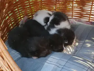 Ik bied in totaal negen kittens uit twee nesten te koop aan.