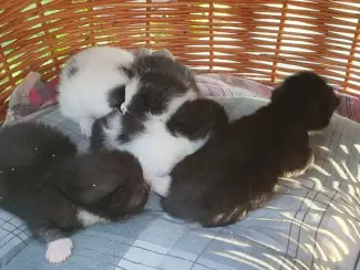 Katten Ik bied in totaal negen kittens uit twee nesten te koop aan.