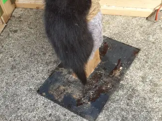 Katten Ik bied in totaal negen kittens uit twee nesten te koop aan.