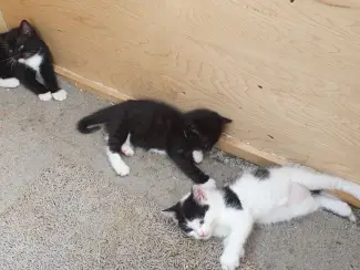 Katten Ik bied in totaal negen kittens uit twee nesten te koop aan.