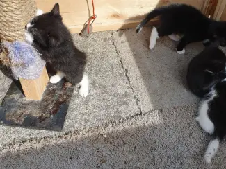 Katten Ik bied in totaal negen kittens uit twee nesten te koop aan.