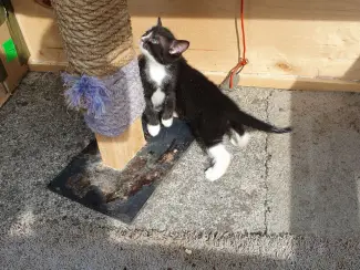 Katten Ik bied in totaal negen kittens uit twee nesten te koop aan.