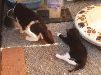 Katten Ik bied in totaal negen kittens uit twee nesten te koop aan.