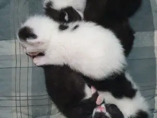 Katten Ik bied in totaal negen kittens uit twee nesten te koop aan.