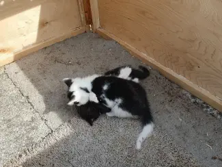 Katten Ik bied in totaal negen kittens uit twee nesten te koop aan.