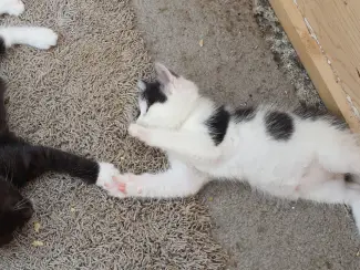 Katten Ik bied in totaal negen kittens uit twee nesten te koop aan.