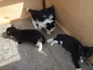Katten Ik bied in totaal negen kittens uit twee nesten te koop aan.